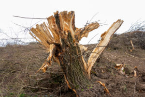 Germany, clearing area with tree stump. Germany, clearing area with tree stump.