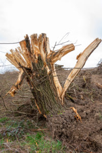 Germany, clearing area with tree stump. Germany, clearing area with tree stump.