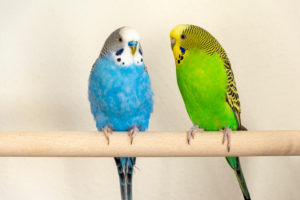 Budgies (Melopsittacus undulatus) Budgies (Melopsittacus undulatus)
