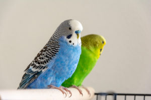 Budgies (Melopsittacus undulatus) Budgies (Melopsittacus undulatus)