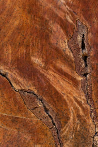 Germany, tree slice with striking wood structure. Germany, tree slice with striking wood structure.