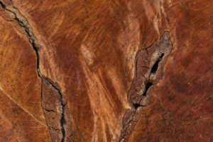 Germany, tree slice with striking wood structure. Germany, tree slice with striking wood structure.