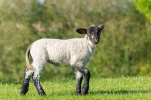 Germany, Lower Saxony, East Frisia, Emden, sheep graze on the sea dyke. Germany, Lower Saxony, East Frisia, Emden, sheep graze on the sea dyke.