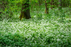 Wild garlic (Allium ursinum), plant species from the Allium genus. Wild garlic (Allium ursinum), plant species from the Allium genus.
