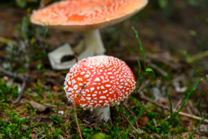 Austria, Montafon, fly agaric, Amanita muscaria var. Muscaria. Austria, Montafon, fly agaric, Amanita muscaria var. Muscaria.