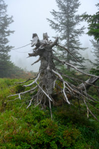 Österreich, Montafon, Partenen, Nebelstimmung im Bergwald beim Wiegensee. Österreich, Montafon, Partenen, Nebelstimmung im Bergwald beim Wiegensee.