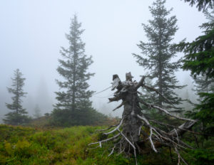 Austria, Montafon, Partenen, foggy mood in the mountain forest at Wiegensee. Austria, Montafon, Partenen, foggy mood in the mountain forest at Wiegensee.