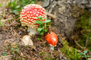 Österreich, Montafon, Fliegenpilz, Amanita muscaria var. muscaria. Österreich, Montafon, Fliegenpilz, Amanita muscaria var. muscaria.