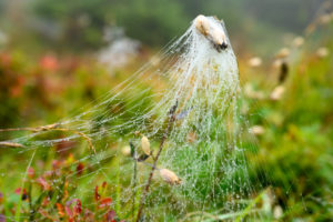 Austria, Montafon, spider web with dew drops Austria, Montafon, spider web with dew drops