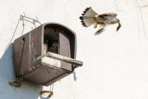 Kestrel (Falco tinnunculus) male with mouse. Kestrel (Falco tinnunculus) male with mouse.