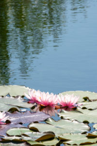 Deutschland, Baden-Württemberg, Au a. Rhein, Seerosen (Nymphaea). Deutschland, Baden-Württemberg, Au a. Rhein, Seerosen (Nymphaea).