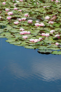 Deutschland, Baden-Württemberg, Au a. Rhein, Seerosen (Nymphaea). Deutschland, Baden-Württemberg, Au a. Rhein, Seerosen (Nymphaea).