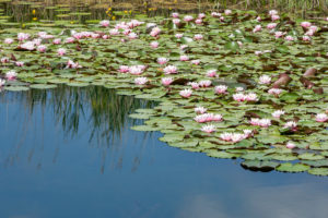 Deutschland, Baden-Württemberg, Au a. Rhein, Seerosen (Nymphaea). Deutschland, Baden-Württemberg, Au a. Rhein, Seerosen (Nymphaea).
