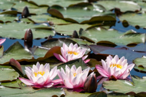Germany, Baden-Württemberg, Au a. Rhine, water lilies (Nymphaea). Germany, Baden-Württemberg, Au a. Rhine, water lilies (Nymphaea).