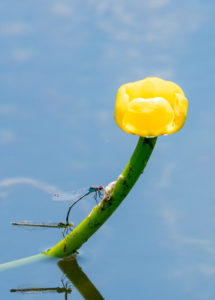 Hufeisen-Azurjungfer (Coenagrion puella), auf einer gelben Teichrose. Hufeisen-Azurjungfer (Coenagrion puella), auf einer gelben Teichrose.