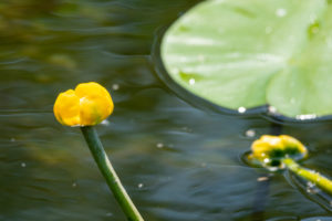 Deutschland, Baden-Württemberg, Au a. Rhein, Seerosen (Nymphaea), Gelbe Teichrose, Gelbe Teichmummel, Mummel, Teichmummel oder Teichkandel genannt, (Nuphar luteum). Deutschland, Baden-Württemberg, Au a. Rhein, Seerosen (Nymphaea), Gelbe Teichrose, Gelbe Teichmummel, Mummel, Teichmummel oder Teichkandel genannt, (Nuphar luteum).