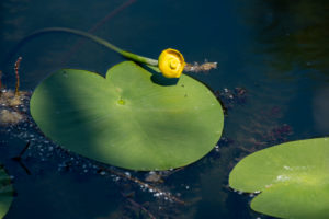 Deutschland, Baden-Württemberg, Au a. Rhein, Seerosen (Nymphaea), Gelbe Teichrose, Gelbe Teichmummel, Mummel, Teichmummel oder Teichkandel genannt, (Nuphar luteum). Deutschland, Baden-Württemberg, Au a. Rhein, Seerosen (Nymphaea), Gelbe Teichrose, Gelbe Teichmummel, Mummel, Teichmummel oder Teichkandel genannt, (Nuphar luteum).