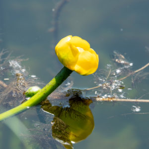 Deutschland, Baden-Württemberg, Au a. Rhein, Seerosen (Nymphaea), Gelbe Teichrose, Gelbe Teichmummel, Mummel, Teichmummel oder Teichkandel genannt, (Nuphar luteum). Deutschland, Baden-Württemberg, Au a. Rhein, Seerosen (Nymphaea), Gelbe Teichrose, Gelbe Teichmummel, Mummel, Teichmummel oder Teichkandel genannt, (Nuphar luteum).