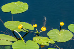 Deutschland, Baden-Württemberg, Au a. Rhein, Seerosen (Nymphaea), Gelbe Teichrose, Gelbe Teichmummel, Mummel, Teichmummel oder Teichkandel genannt, (Nuphar luteum). Deutschland, Baden-Württemberg, Au a. Rhein, Seerosen (Nymphaea), Gelbe Teichrose, Gelbe Teichmummel, Mummel, Teichmummel oder Teichkandel genannt, (Nuphar luteum).