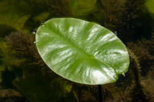 Deutschland, Baden-Württemberg, Au a. Rhein, Seerosen (Nymphaea), Blatt einer gelben Teichrose, Gelbe Teichmummel, Mummel, Teichmummel oder Teichkandel genannt, (Nuphar luteum). Deutschland, Baden-Württemberg, Au a. Rhein, Seerosen (Nymphaea), Blatt einer gelben Teichrose, Gelbe Teichmummel, Mummel, Teichmummel oder Teichkandel genannt, (Nuphar luteum).