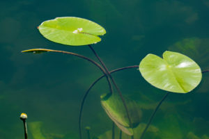 Deutschland, Baden-Württemberg, Au a. Rhein, Seerosen (Nymphaea), Blatt einer gelben Teichrose, Gelbe Teichmummel, Mummel, Teichmummel oder Teichkandel genannt, (Nuphar luteum). Deutschland, Baden-Württemberg, Au a. Rhein, Seerosen (Nymphaea), Blatt einer gelben Teichrose, Gelbe Teichmummel, Mummel, Teichmummel oder Teichkandel genannt, (Nuphar luteum).