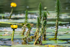 Deutschland, Baden-Württemberg, Au a. Rhein, Seerosen (Nymphaea), Gelbe Teichrose, Gelbe Teichmummel, Mummel, Teichmummel oder Teichkandel genannt, (Nuphar luteum). Deutschland, Baden-Württemberg, Au a. Rhein, Seerosen (Nymphaea), Gelbe Teichrose, Gelbe Teichmummel, Mummel, Teichmummel oder Teichkandel genannt, (Nuphar luteum).