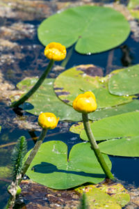 Deutschland, Baden-Württemberg, Au a. Rhein, Seerosen (Nymphaea), Gelbe Teichrose, Gelbe Teichmummel, Mummel, Teichmummel oder Teichkandel genannt, (Nuphar luteum). Deutschland, Baden-Württemberg, Au a. Rhein, Seerosen (Nymphaea), Gelbe Teichrose, Gelbe Teichmummel, Mummel, Teichmummel oder Teichkandel genannt, (Nuphar luteum).