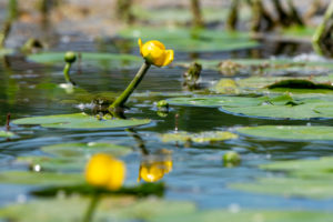 Deutschland, Baden-Württemberg, Au a. Rhein, Seerosen (Nymphaea), Gelbe Teichrose, Gelbe Teichmummel, Mummel, Teichmummel oder Teichkandel genannt, (Nuphar luteum). Deutschland, Baden-Württemberg, Au a. Rhein, Seerosen (Nymphaea), Gelbe Teichrose, Gelbe Teichmummel, Mummel, Teichmummel oder Teichkandel genannt, (Nuphar luteum).