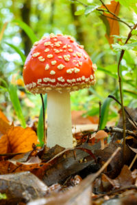 Fliegenpilz (Amanita muscaria), Roter Fliegenpilz, giftige Pilzart. Fliegenpilz (Amanita muscaria), Roter Fliegenpilz, giftige Pilzart.