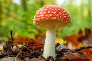 Fliegenpilz (Amanita muscaria), Roter Fliegenpilz, giftige Pilzart. Fliegenpilz (Amanita muscaria), Roter Fliegenpilz, giftige Pilzart.