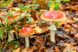 Fliegenpilz (Amanita muscaria), Roter Fliegenpilz, giftige Pilzart. Fliegenpilz (Amanita muscaria), Roter Fliegenpilz, giftige Pilzart.