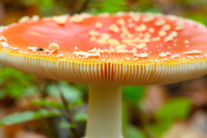 Fliegenpilz (Amanita muscaria), Roter Fliegenpilz, giftige Pilzart. Fliegenpilz (Amanita muscaria), Roter Fliegenpilz, giftige Pilzart.