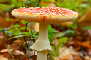 Fliegenpilz (Amanita muscaria), Roter Fliegenpilz, giftige Pilzart. Fliegenpilz (Amanita muscaria), Roter Fliegenpilz, giftige Pilzart.