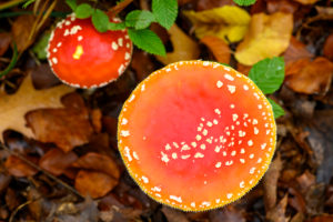 Toadstool (Amanita muscaria), red toadstool, poisonous mushroom species. Toadstool (Amanita muscaria), red toadstool, poisonous mushroom species.