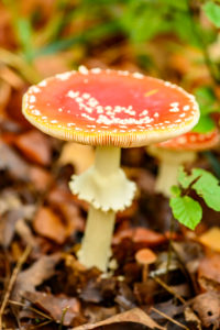 Toadstool (Amanita muscaria), red toadstool, poisonous mushroom species. Toadstool (Amanita muscaria), red toadstool, poisonous mushroom species.