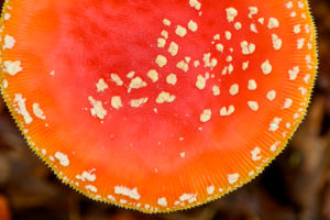 Toadstool (Amanita muscaria), red toadstool, poisonous mushroom species. Toadstool (Amanita muscaria), red toadstool, poisonous mushroom species.