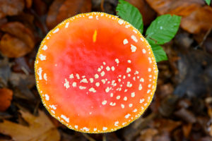 Toadstool (Amanita muscaria), red toadstool, poisonous mushroom species. Toadstool (Amanita muscaria), red toadstool, poisonous mushroom species.