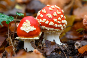 Toadstool (Amanita muscaria), red toadstool, poisonous mushroom species. Toadstool (Amanita muscaria), red toadstool, poisonous mushroom species.