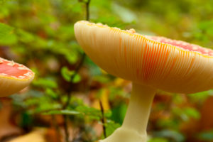 Toadstool (Amanita muscaria), red toadstool, poisonous mushroom species. Toadstool (Amanita muscaria), red toadstool, poisonous mushroom species.