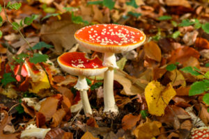 Toadstool (Amanita muscaria), red toadstool, poisonous mushroom species. Toadstool (Amanita muscaria), red toadstool, poisonous mushroom species.