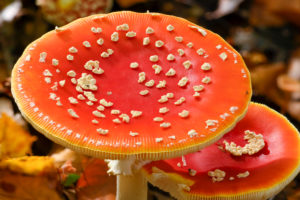 Toadstool (Amanita muscaria), red toadstool, poisonous mushroom species. Toadstool (Amanita muscaria), red toadstool, poisonous mushroom species.