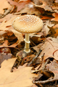 Panther Mushroom (Amanita pantherina) a type of mushroom from the Amanitaceae family. Panther Mushroom (Amanita pantherina) a type of mushroom from the Amanitaceae family.