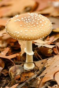 Panther Mushroom (Amanita pantherina) a type of mushroom from the Amanitaceae family. Panther Mushroom (Amanita pantherina) a type of mushroom from the Amanitaceae family.