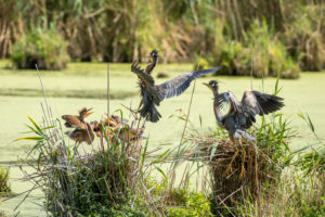 Germany, Baden-Wuerttemberg, Wagbach lowlands, purple heron (Ardea purpurea) in their nest. Germany, Baden-Wuerttemberg, Wagbach lowlands, purple heron (Ardea purpurea) in their nest.