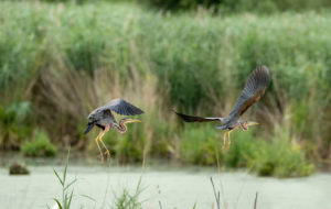 Germany, Baden-Wuerttemberg, Wagbach lowlands, purple heron (Ardea purpurea) in flight. Germany, Baden-Wuerttemberg, Wagbach lowlands, purple heron (Ardea purpurea) in flight.