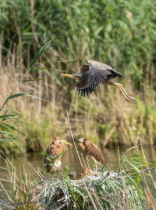 Germany, Baden-Wuerttemberg, purple heron in the Wagbach lowlands. Germany, Baden-Wuerttemberg, purple heron in the Wagbach lowlands.