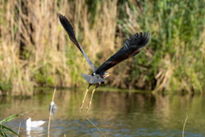 Germany, Baden-Wuerttemberg, purple heron in the Wagbach lowlands. Germany, Baden-Wuerttemberg, purple heron in the Wagbach lowlands.