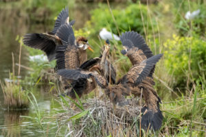 Germany, Baden-Wuerttemberg, Wagbach lowlands, purple heron (Ardea purpurea) in their nest. Germany, Baden-Wuerttemberg, Wagbach lowlands, purple heron (Ardea purpurea) in their nest.