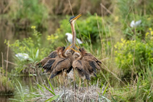 Germany, Baden-Wuerttemberg, Wagbach lowlands, purple heron (Ardea purpurea) in their nest. Germany, Baden-Wuerttemberg, Wagbach lowlands, purple heron (Ardea purpurea) in their nest.