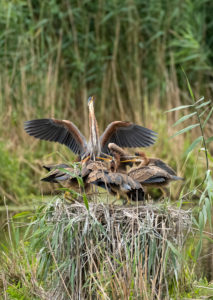 Germany, Baden-Wuerttemberg, Wagbach lowlands, purple heron (Ardea purpurea) in their nest. Germany, Baden-Wuerttemberg, Wagbach lowlands, purple heron (Ardea purpurea) in their nest.